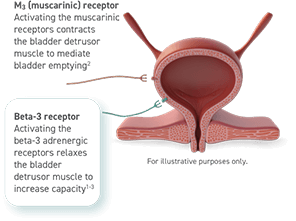 Diagram of a bladder. GEMTESA® activates the beta-3 adrenergic receptor, relaxing the bladder detrusor muscle.